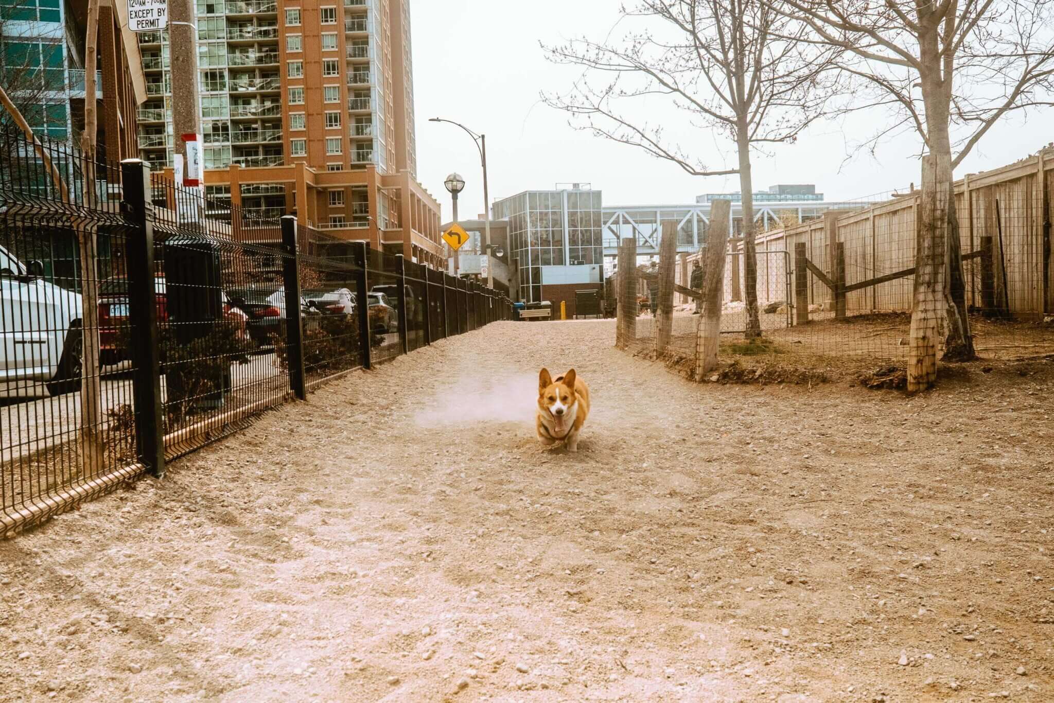 dog playing in Bill Jonhston park