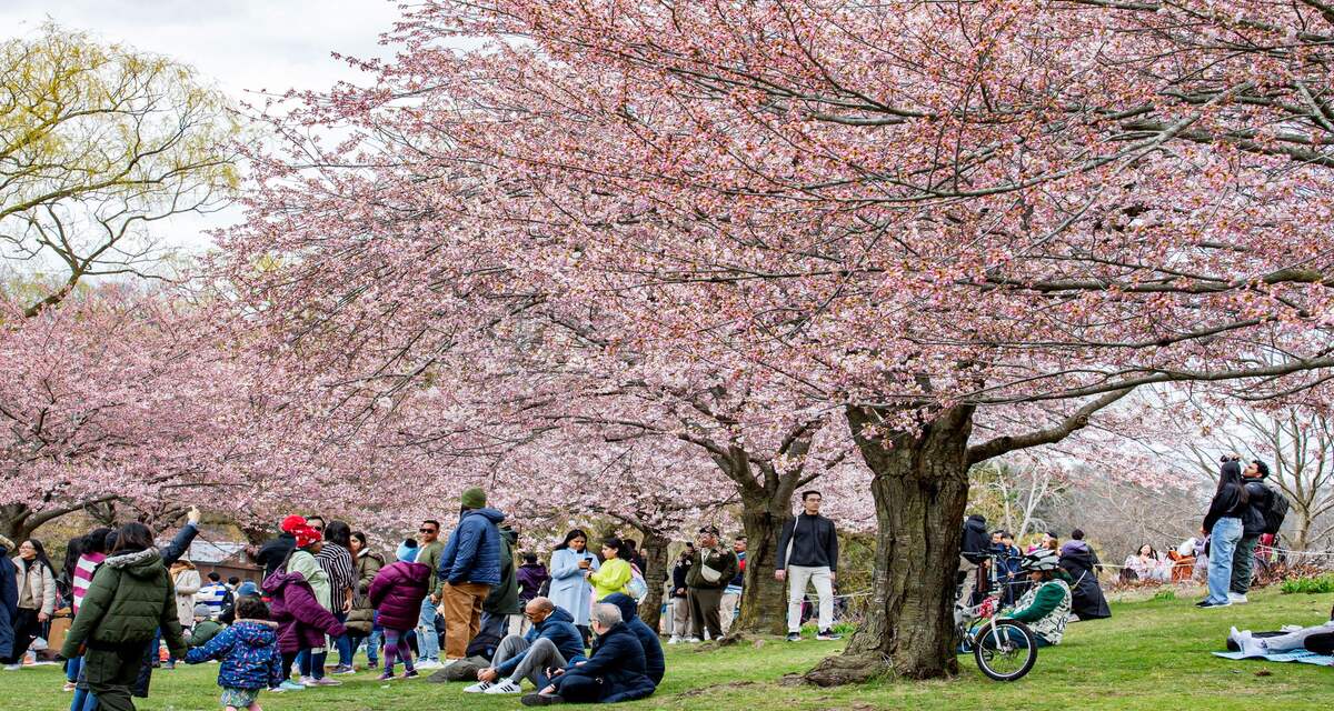 High Park and Swansea: Toronto's Best Neighbourhood for Nature Lovers 2 High Park Cherry Blossom season
