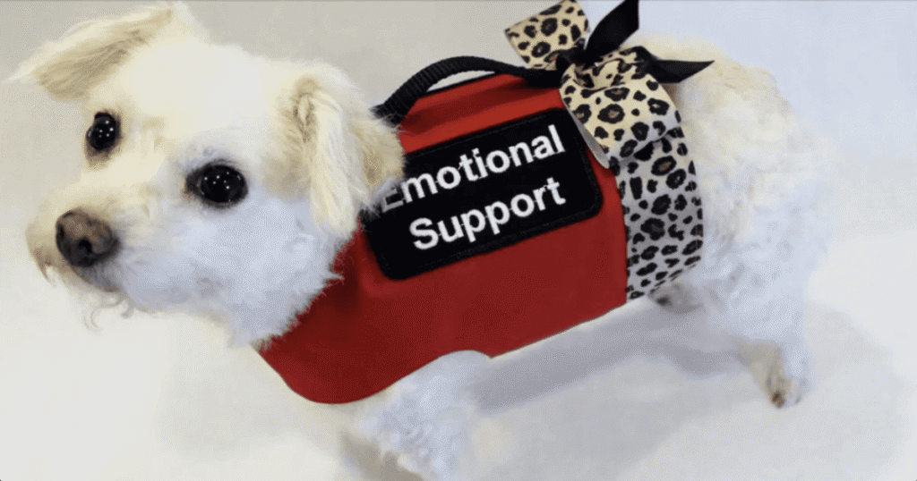 emotional support real estate animal