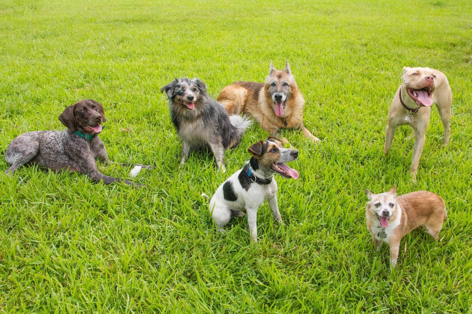 is Liberty Village dog friendly - playing in park