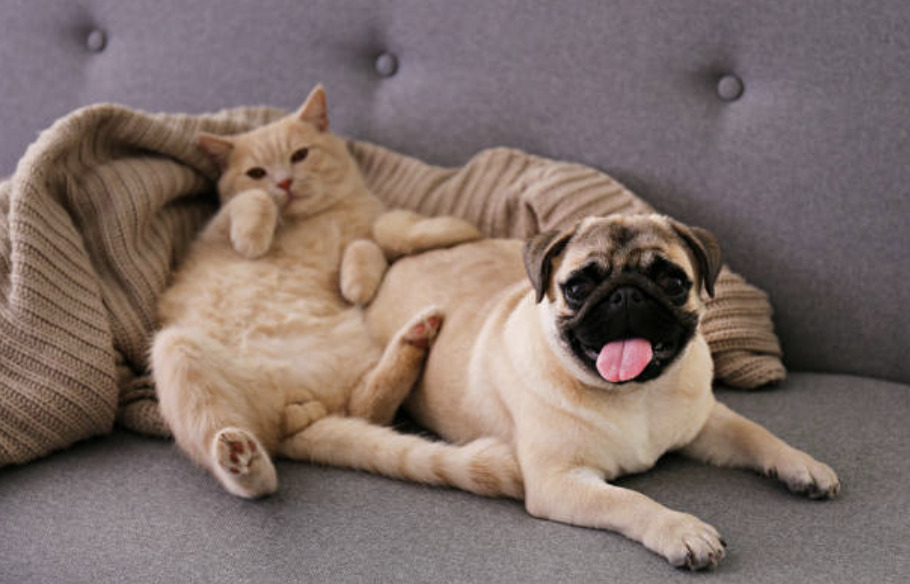 6 Pet Friendly Real Estate Rules in Toronto